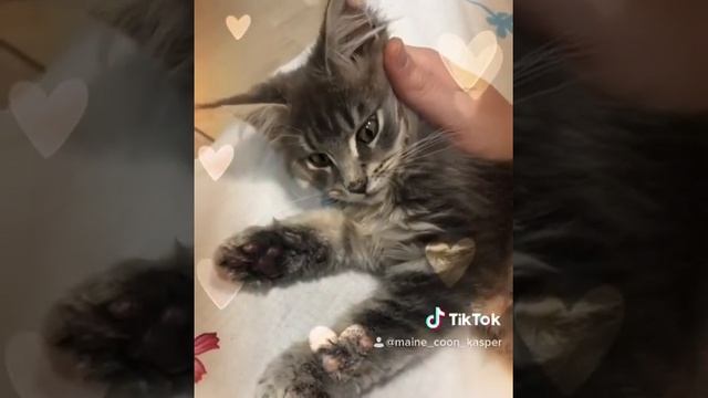 Мейн-кун. Мурчание. Котёнок. Котик с кисточками на ушах. Домашняя рысь. смотреть онлайн