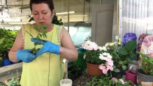 Гортензия Френч Болеро Пинк. Что делаем, как черенковать?