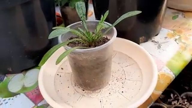 КАК ПОЛИВАТЬ ПЕТУНИЮ ПРАВИЛЬНО?ВЕРНЫЙ СПОСОБ цветы и рассаду.mp4 смотреть онлайн