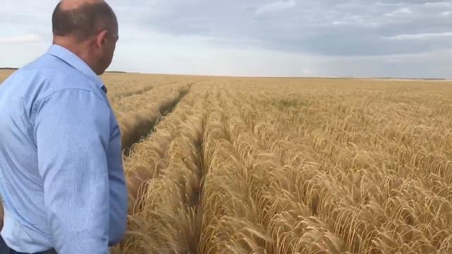 На ячмене у Сергея Перепелицы смотреть онлайн