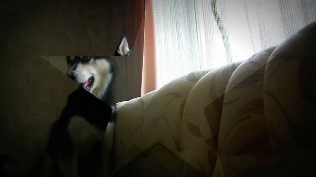 Husky Howls (Lexus) / Хаски воет (Лексус)