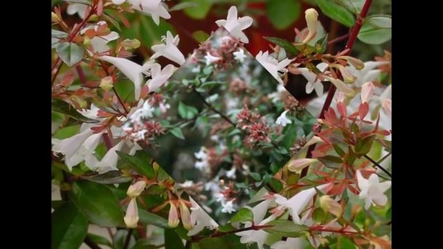 Abelia X Grandiflora 'Edward Goucher'