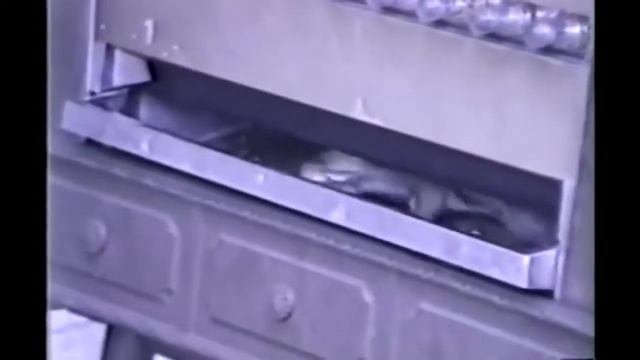 Прикольные ролики с животными смотреть онлайн