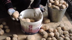 ЛУЧШИЙ СПОСОБ ХРАНЕНИЯ КАРТОФЕЛЯ | ЯЩИКИ ИЛИ МЕШКИ!?!?!?