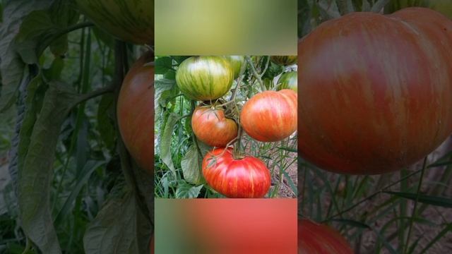 Гном Жар-птица сладкая смотреть онлайн