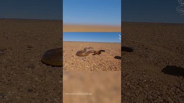 САМАЯ ЯДОВИТАЯ ЗМЕЯ смотреть онлайн