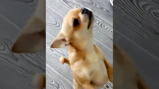 Стойка на задних лапах Чихуахуа