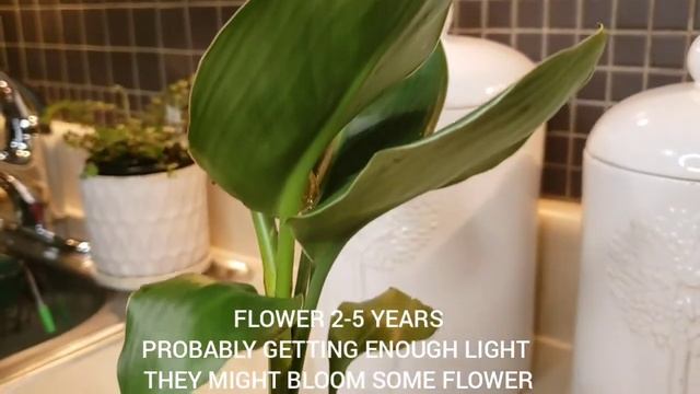 BIRD OF PARADISE "strelitzia reginae" HOUSEPLANT UNBOXING смотреть онлайн