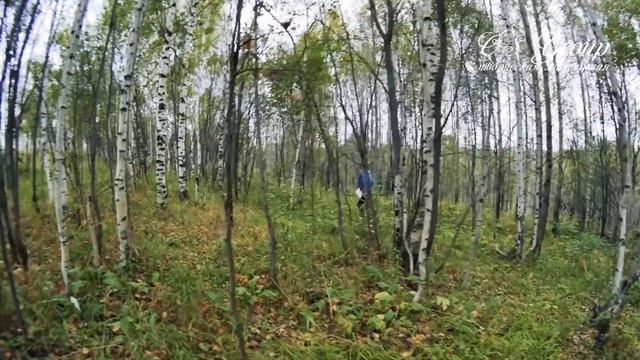 Зарисовка Бурундук в лесу смотреть онлайн