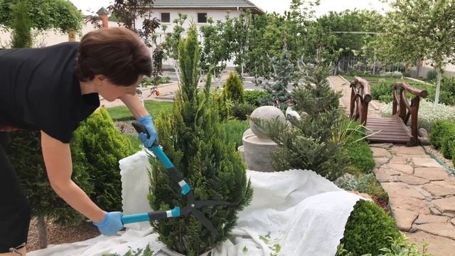 Стрижка кипарисовика