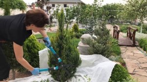 Стрижка кипарисовика