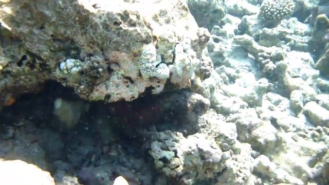 Осьминог на Мальдивах смотреть онлайн