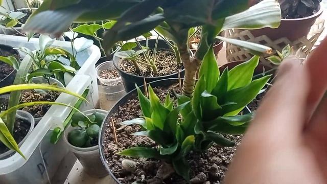 ?Два новичка и старушка драцена компакта? смотреть онлайн