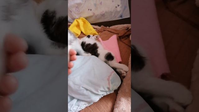 10 - День 44-й. Счастливчик заснул,а Звездочка рвется озорничать смотреть онлайн