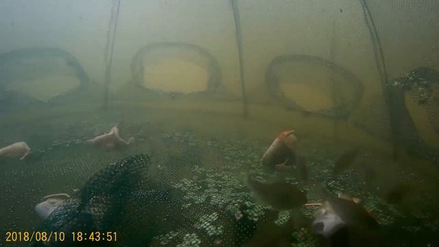 Камера в китайской раколовке Зонтик / UNDERWATER / смотреть онлайн