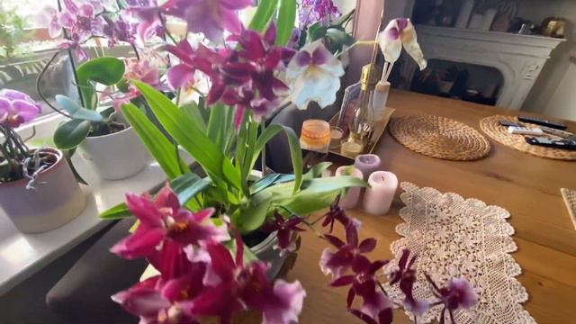 Мои новые питомцы 🌷Заболела цветами новые Орхидеи ! Накупила растений 👍 Olga Kirchgessner смотреть онлайн