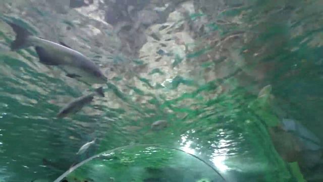 S1500004 смотреть онлайн