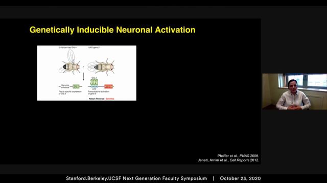 Investigating the underlying neural circuits that regulate female aggressive behavior смотреть онлайн