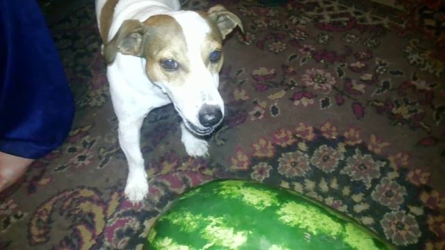 Джек Рассел Терьер смотреть онлайн