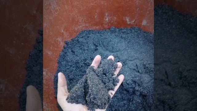 How To Grow Coffee Plant From Seeds. Arabica Coffee || Robusta Coffee Taste смотреть онлайн