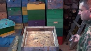 Привой для роя пчел. Как сделать привой для пасеки. Как поймать выходящий рой. Ловушка для пчел.