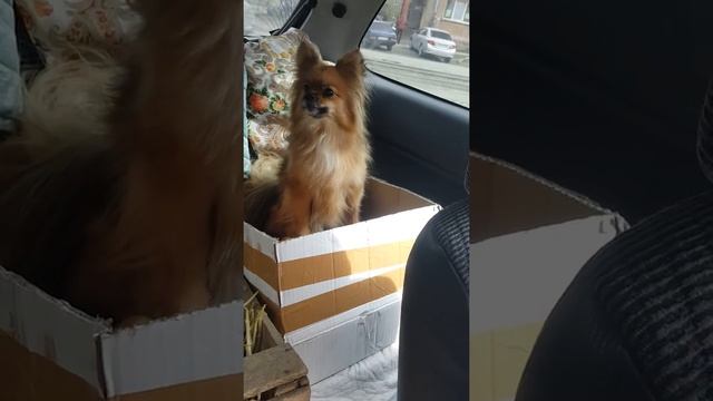 Собаки ждут, когда приедут на дачу. Собака в коробке с кортошкой смотреть онлайн