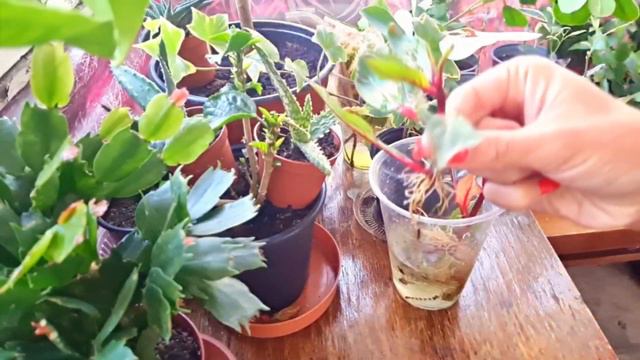 How to Propagate & Grow Impatiens from Cuttings | Impatiens plant care смотреть онлайн
