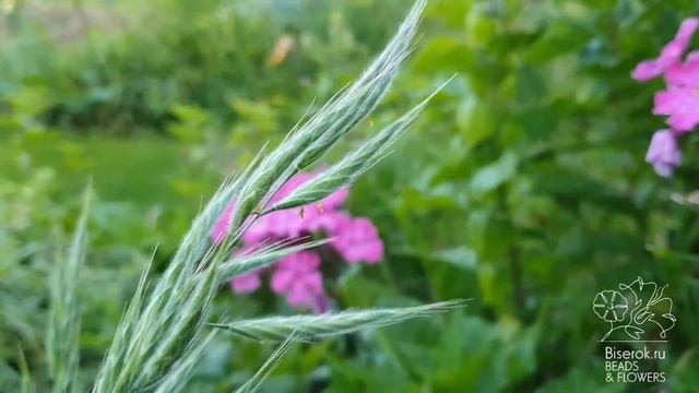 Бромус (костёр) / Bromus смотреть онлайн