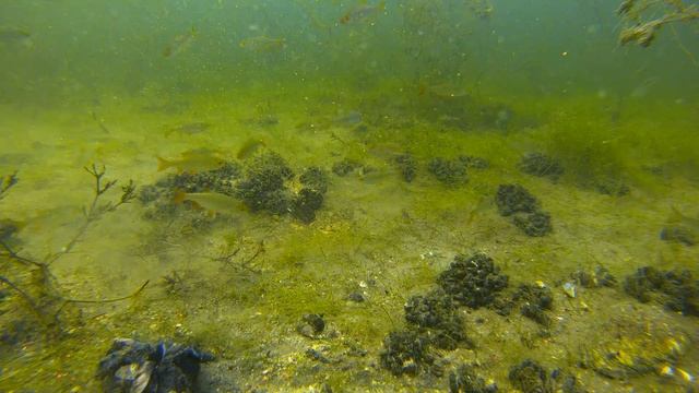 Подводная Зарисовочка. Ловля на Фидер. смотреть онлайн