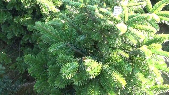 Пихта Нордмана в кадке 22066 смотреть онлайн