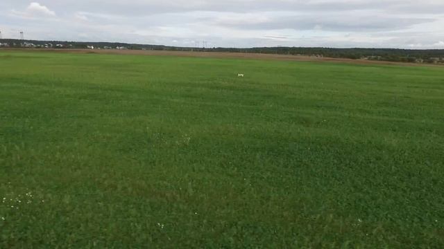 Охота пойнтера. Квадрокоптер. English Pointer Quadrocopter View.