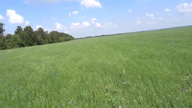 19.06.20 Лен масличный. смотреть онлайн