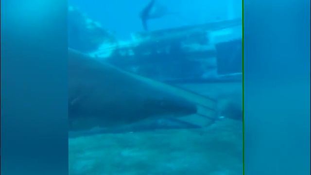 TRIP TO USHAKA MARINE WORLD!!! смотреть онлайн