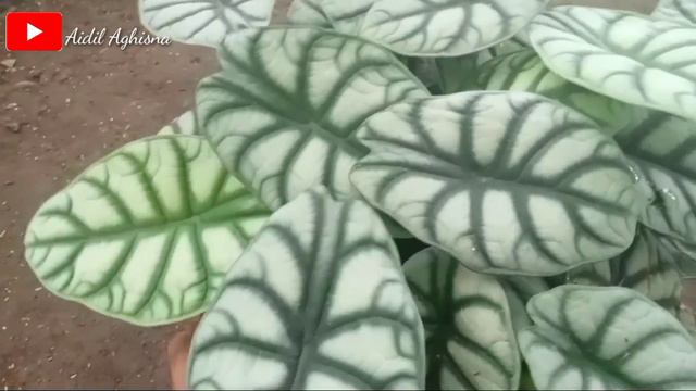 HARGA ALOCASIA DRAGON SILVER RUMPUN DIAWAL BULAN FEBRUARY 2023 смотреть онлайн