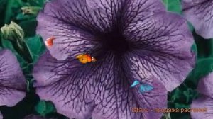 Петуния грандифлора Дэдди Блю (deddi blyu) ? Дэдди Блю обзор: как сажать, семена петунии Дэдди Блю
