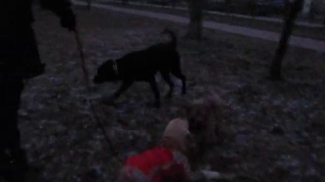 Кокер спаниель и норфолк терьер смотреть онлайн