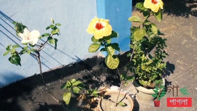 joba FUL hibiscus care how to care hibiscus plant hibiscus tree care in BENGALI смотреть онлайн