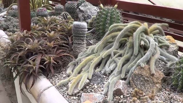 Cleistocactus winteri ssp colademononis #monkeytail #cactus смотреть онлайн