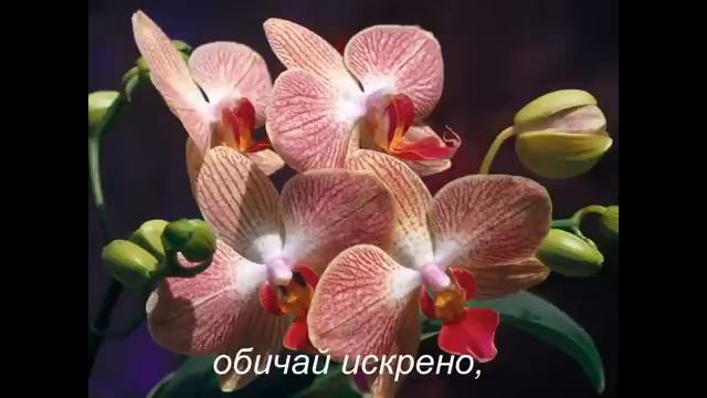 Richard Clayderman - L'amour naufrage смотреть онлайн