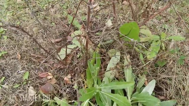 Жимолость - посадка осенью смотреть онлайн