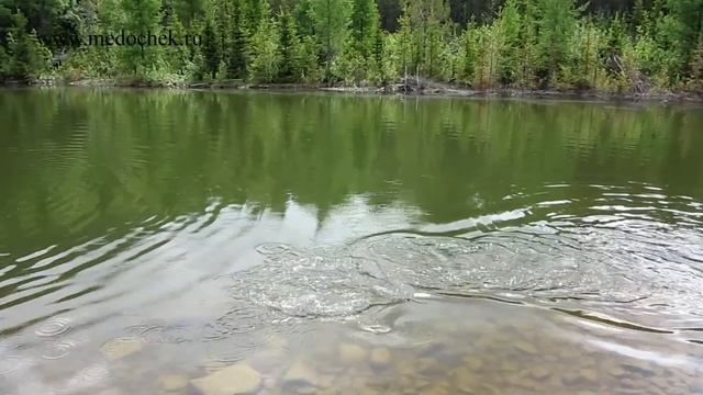 Сибирская рыбалка! Во даёт пацан, ловит форель! смотреть онлайн