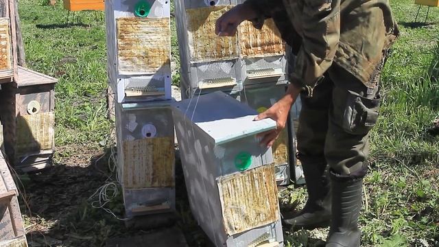 ЛОВУШКА ДЛЯ ПЧЁЛ. КАК УСТАНОВИТЬ И СНАРЯДИТЬ РАМКАМИ смотреть онлайн