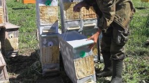 ЛОВУШКА ДЛЯ ПЧЁЛ. КАК УСТАНОВИТЬ И СНАРЯДИТЬ РАМКАМИ