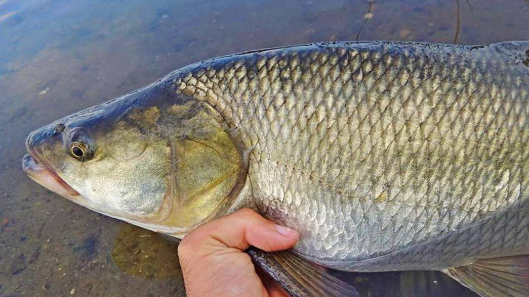 Жерех (3 часть) смотреть онлайн