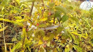 Малина ремонтандная Золотая осень. Мишутка Таруса, Илюзия,Колокольчик, Красное облако. #малина.