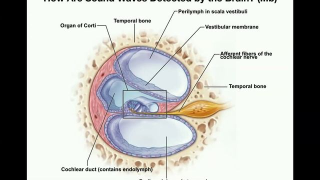 Anatomy | Hearing (Part 2) | Functions of Cochlea & Organ of Corti смотреть онлайн