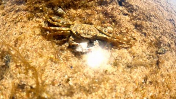 Египет клип