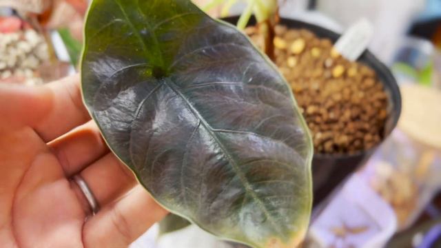 【レア観葉植物】アロカシア・アズラニー（Alocasia azlanii）の特徴や育て方，増やし方など！ボルネイ生まれのメタリックパープル！！【シン・植物楽園】 смотреть онлайн