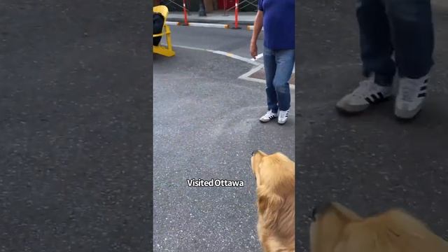 Golden Retriever's Year In Revue