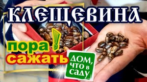 КЛЕЩЕВИНА ИЛИ КОГДА САЖАТЬ КЛЕЩЕВИНУ!